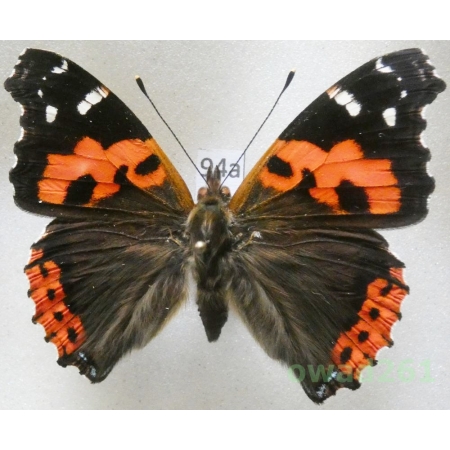 Vanessa vulcania (Godart, 1819) Madeira, Portugal94a